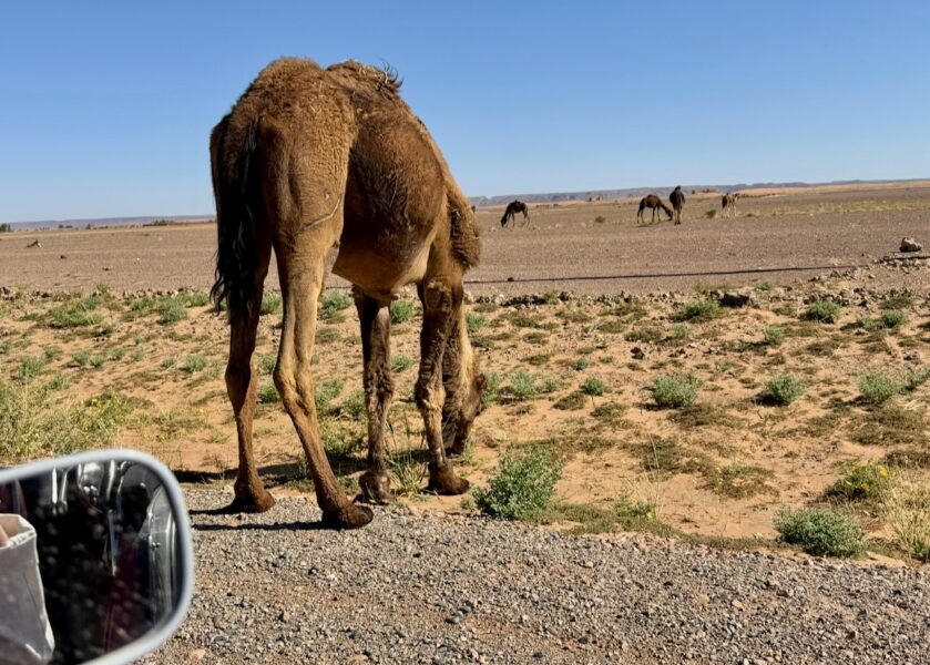 Marruecos abril 2026 – I